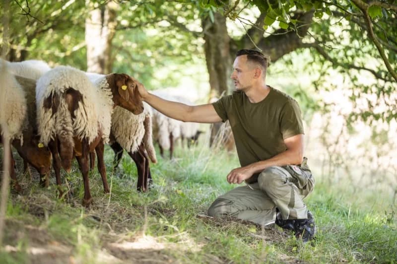 Chris Jung bei der Arbeit mit seiner Herde Coburger Fuchsschafe