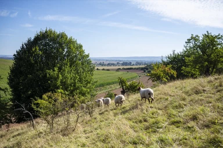 Herde Coburger Fuchsschafe auf einer Weide in Thüringen mit weitem Himmel