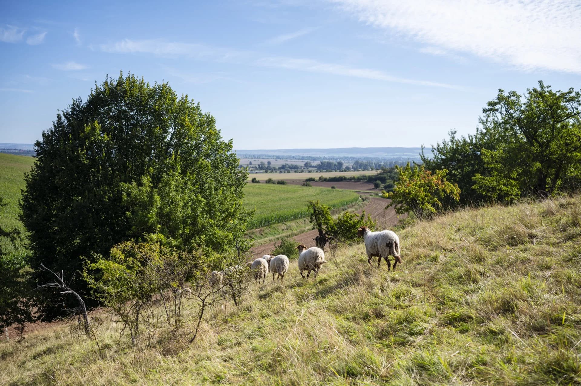 Herde Coburger Fuchsschafe auf einer Weide in Thüringen mit weitem Himmel