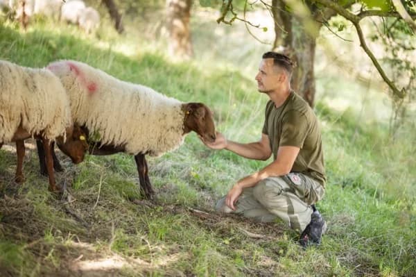 Chris Jung mit seinen Coburger Fuchsschafen in Schilfa