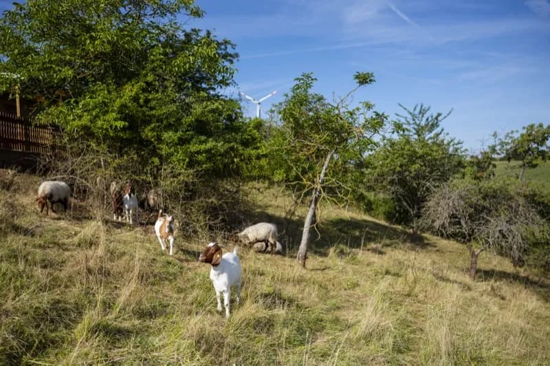 Herde Coburger Fuchsschafe bei der Landschaftspflege auf einer Wiese